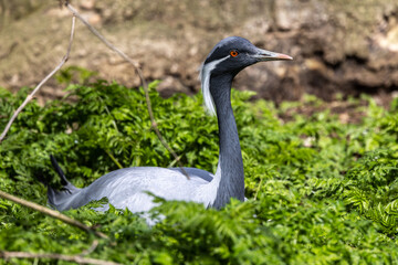 Demoiselle Crane, Anthropoides virgo are living in the bright green meadow during the day time