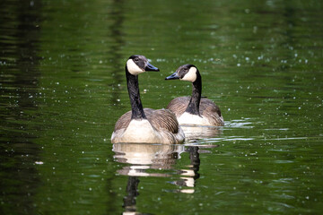 The Canada Goose, Branta canadensis at a Lake near Munich in Germany
