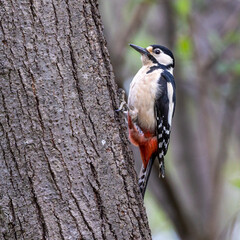 The Great Spotted Woodpecker, Dendrocopos major is sitting on the branch of tree