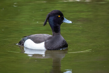 The tufted duck, Aythya fuligula, a diving duck swimming on a Lake at Munich