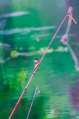 bird on a fishing pole