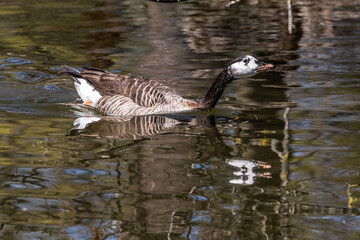 Barnacle goose, Branta leucopsis at a lake near Munich in Germany.