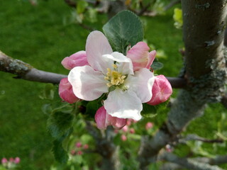 White and pink apple tree blossom