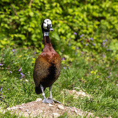 White-faced whistling duck, Dendrocygna viduata. Birds watching