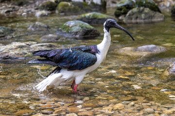 Straw-necked Ibis, Threskiornis spinicollis in the zoo