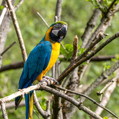 The Blue-and-yellow Macaw, Ara ararauna is a large South American parrot