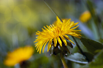 Macro photography of a yellow dandelion