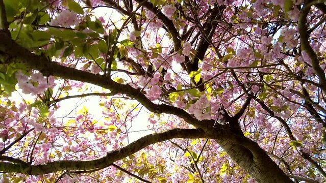 Pink cherry blossom trees in full bloom close up panning underneath the tree canopy