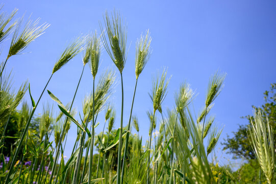 成長した初夏の大麦