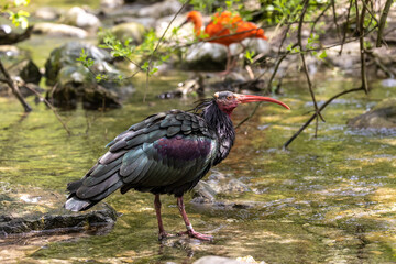 Northern Bald ibis, Geronticus eremita in a German park