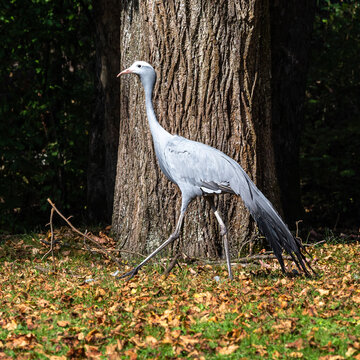 The Blue Crane, Grus paradisea, is an endangered bird