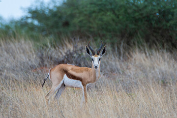 A Springbok (Antidorcas marsupialis) in Kalahari desert, Namibia