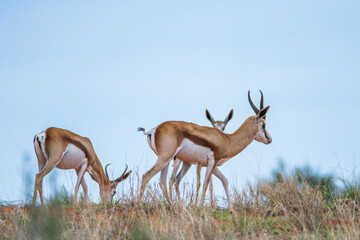 A Springbok (Antidorcas marsupialis) in Kalahari desert, Namibia