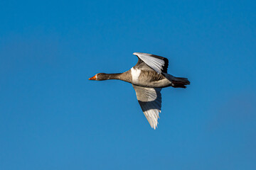 The flying greylag goose, Anser anser is a species of large goose