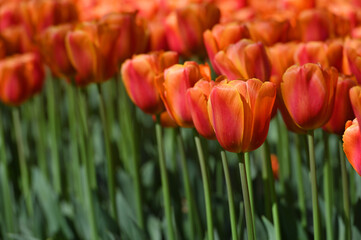 Obraz premium Fresh tulips in field