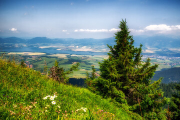 Summer mountain meadow on hillside of hill