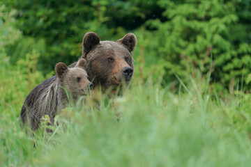 Brown bear cub standing and her mom close. Focus on cub.