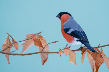 Bullfinch ( Pyrrhula pyrrhula ), male, perched on a branch.