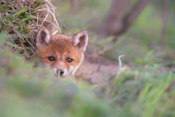 Naklejka na ściany i meble Alone cub male red fox (Vulpes vulpes) at wild forest