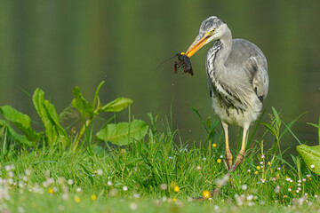 Ardea cinerea, Grey Heron, wading in water, just a second before attack on fish. Water level...