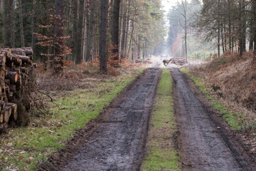 Łania, jelenie na drodze