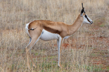 A Springbok (Antidorcas marsupialis) in Kalahari desert, Namibia