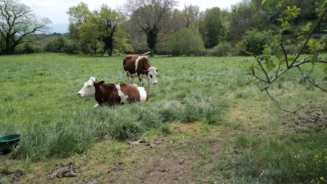deux vaches Montb&eacute;liardes dans un pr&eacute;