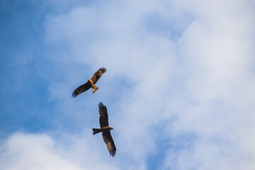 airplane in the sky