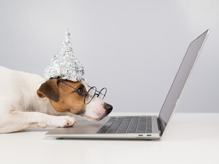 Fototapeta Jack Russell Terrier dog in a tinfoil hat and glasses works at a laptop.  obraz