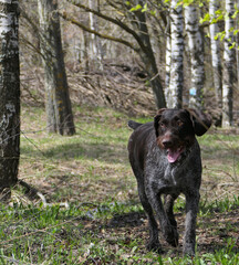 Hunting dog breed German drataar in the forest in the spring on the hunt. High quality photo