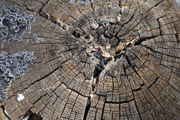 albero