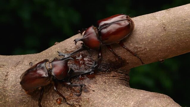カブトムシのオス同士のケンカの4Kスローモーション動画 4K 120fpsを30fpsに編集