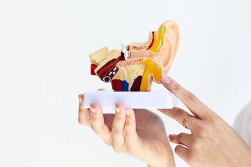 Doctor telling and showing internal structure of ear