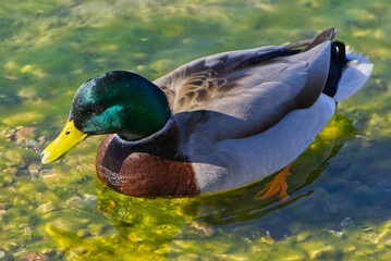 A male mallard duck swimming in water