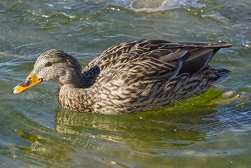 a Female mallard duck in water