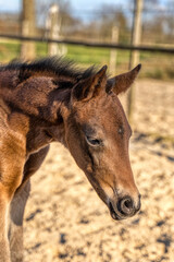 Head of a dark brown foal. outside in the sun. Warmblood, KWPN dressage horse. One week old. wooden fence and grass. animal themes, newborn