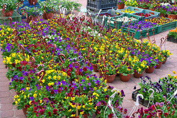 Flowers in pots and boxes at the flower market. Selective focus.
