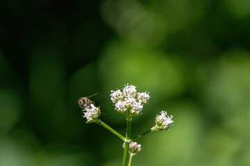 Honey bee collecting pollen from white flowers. Soft green background. Summer, wild flowers, calm, soothing