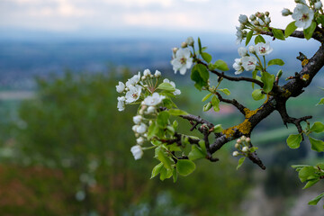 blossom in spring
