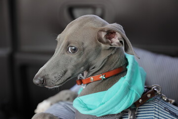 車の後部座席に座るイタリアングレーハウンドの子犬