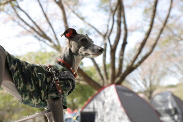 キャンプ場に連れてきたペットの犬