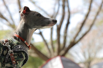 キャンプ場に連れてきたペットの犬