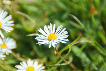 daisy flower