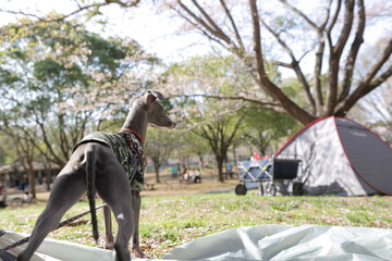 キャンプ場に連れてきたペットの犬