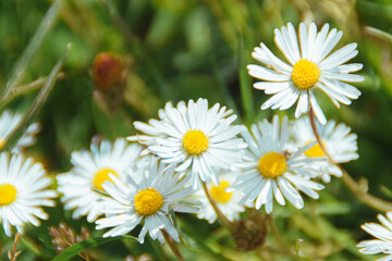 daisies in a field