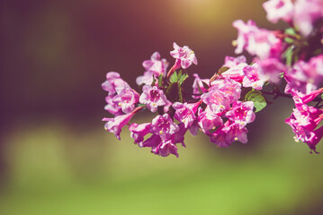 Fototapeta premium pink weigela blooms in the Botanical garden