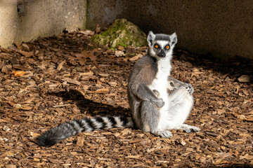 Portrait of a ring-tailed lemur