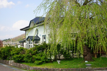 Drooping Sakura at Buke-yashiki or Samurai house in Kakunodate, Akita, Japan - 日本 秋田 角館 武家屋敷 しだれ桜