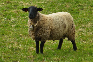 Sheep in Bohemian Forest,Klatovy district,Plzen region,West Bohemia,Czech Republic,Europe,Central Europe

