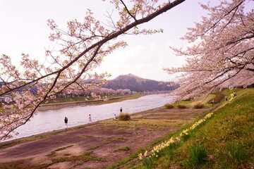 Pink Sakura or Cherry Blossom Tunnel around the banks of the Hinokinai River in Kakunodate, Akita,...